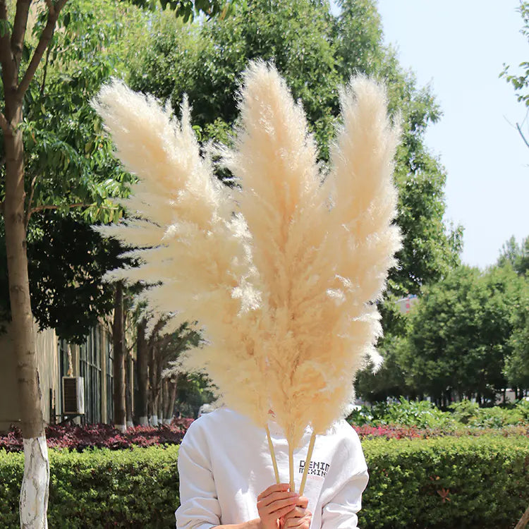 Bulk Dried Reed Flower Bouquet